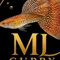 MJ GUPPY🫶🏻🐟