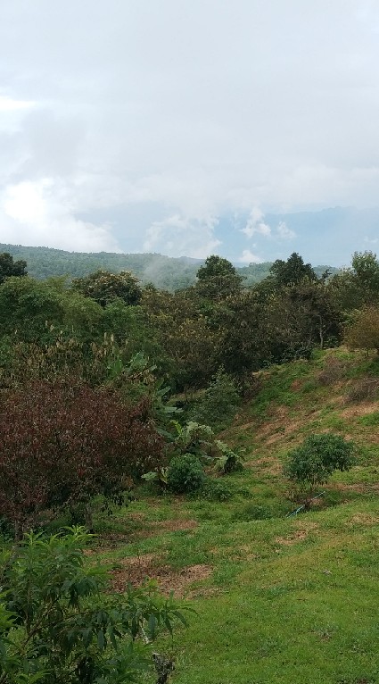 Chiang dao style