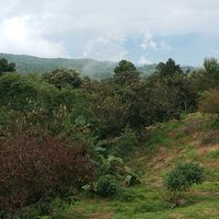 Chiang dao style