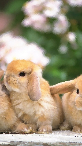 うさぎ障害年金会