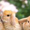 うさぎ障害年金会