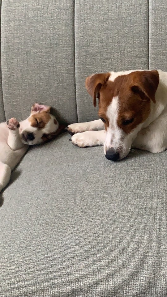 傑克羅素犬飼養交流