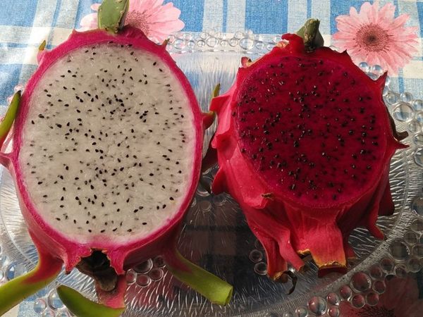 [台東]採果體驗-幸福紅龍果園〔6-11月火龍果〕