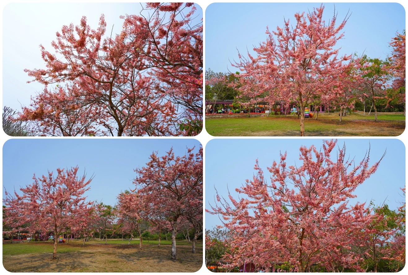 中部景點,斗六景點,斗六花旗木,近水樓台,近水樓台湖畔森林咖啡,近水樓台湖畔森林咖啡交通資訊,近水樓台湖畔森林咖啡停車場,近水樓台湖畔森林咖啡停車場花旗木,近水樓台湖畔森林咖啡門票,雲林IG打卡點,雲林景點,雲林網美景點,雲林花旗木近水樓台湖畔森林咖啡花旗木