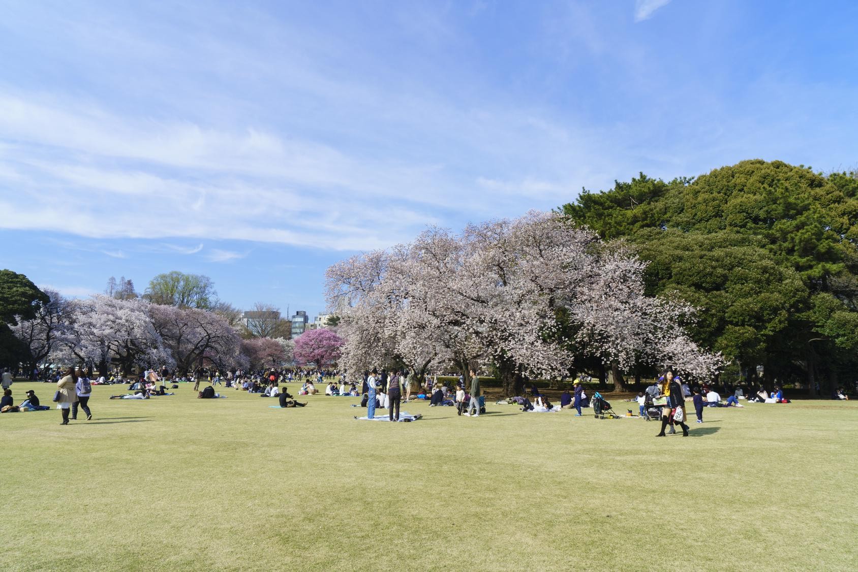 東京都内のピクニックスポット12選 おすすめの場所から穴場まで