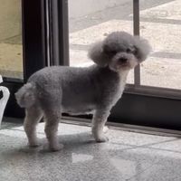 灰色貴賓妞妞走失回報群組