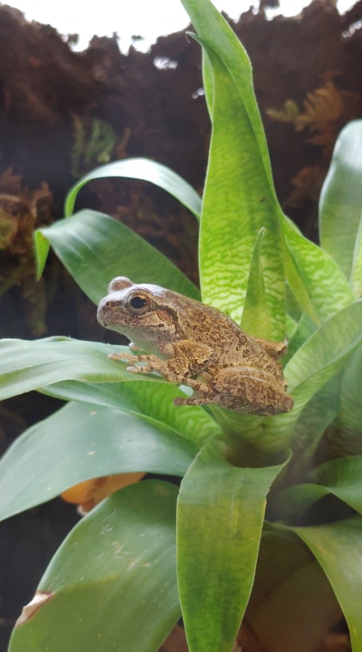 カエルと暮らす‎🌱