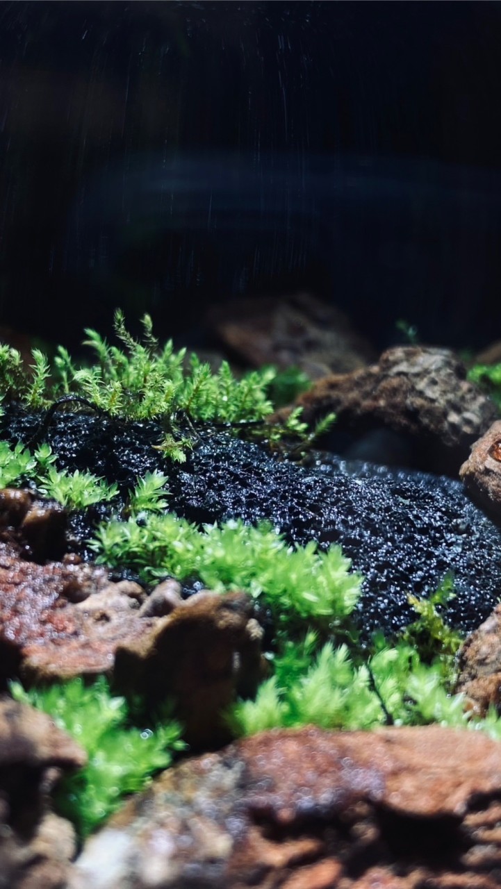 Mossmen的苔蘚素材交流群