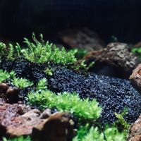 Mossmen的苔蘚素材交流群