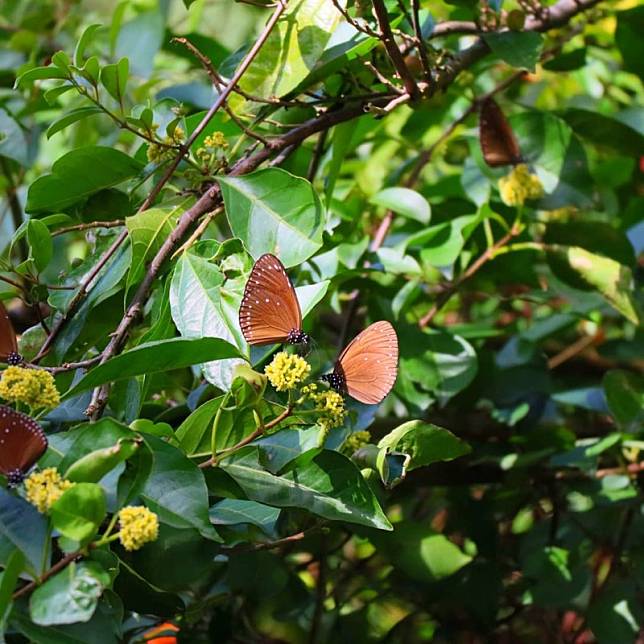 ▲圖片來源：IG@m6990400