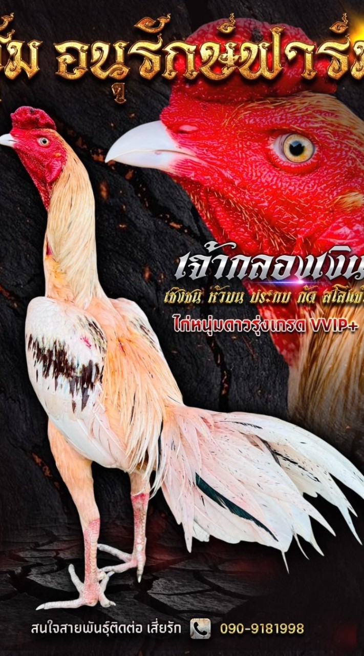 ซุ้มไก่ชน อนุรักษ์ฟาร์ม /DM Farm Pakoy Solo