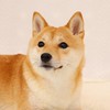 柴犬･豆柴ジマンの部屋