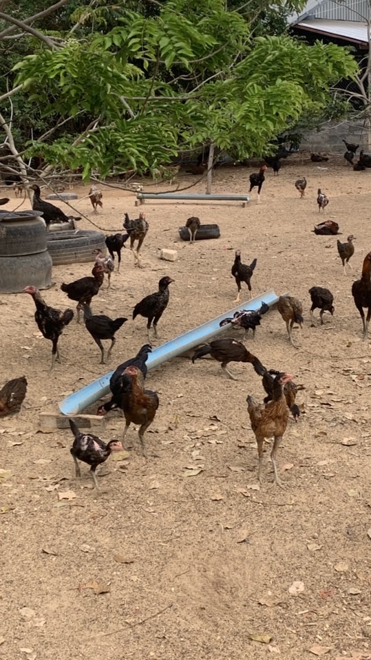 Apec ไก่ชนไทยจะไปทั่วโลก