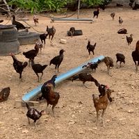 Apec ไก่ชนไทยจะไปทั่วโลก