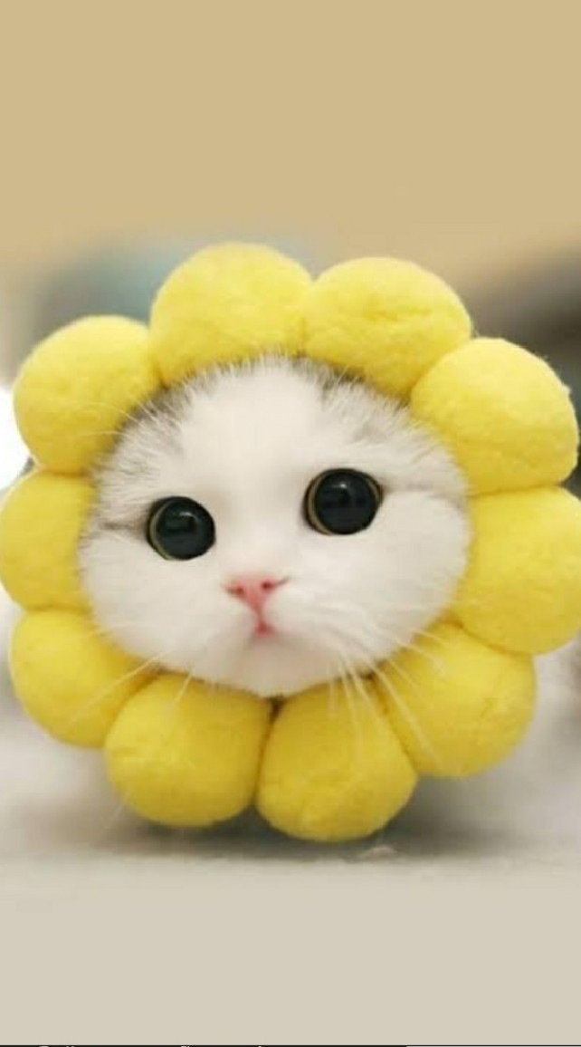 ทาสแมว~  :3