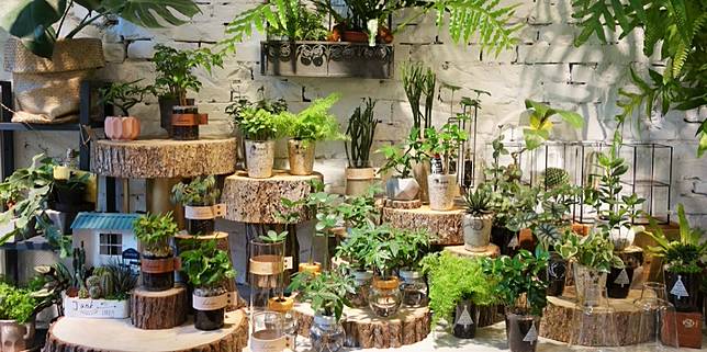 療癒植栽風潮盛行 全台6間質感植物店特搜 Vogue Line Today
