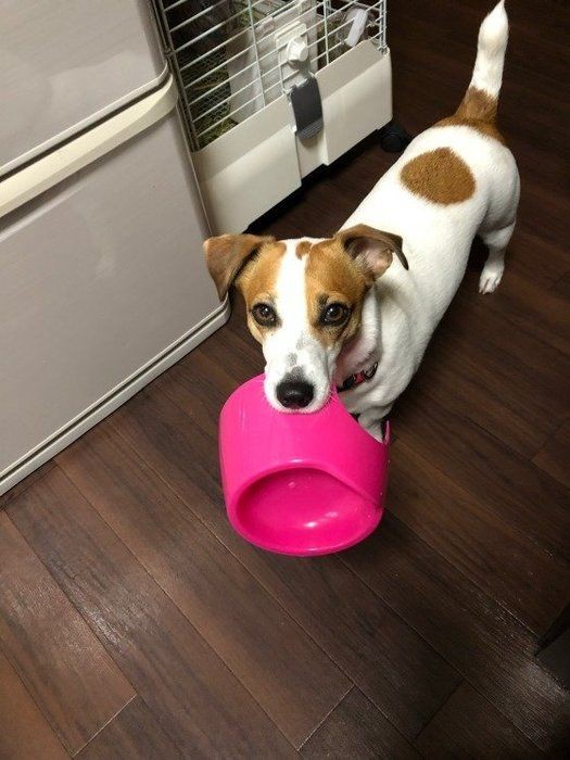 愛犬がストーブの前から離れない これって大丈夫