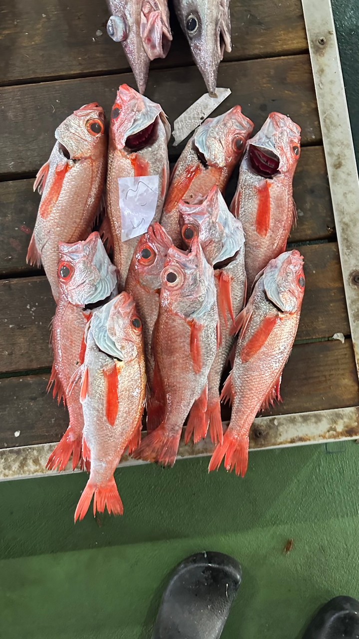 富岡漁港現撈鮮魚（小蔡）