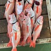 富岡漁港現撈鮮魚（小蔡）