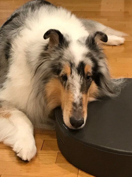 シェルティとラフ コリー 似ているけど どこが違うの