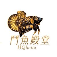 鬥魚殿堂-H.Q Betta