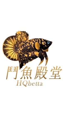 鬥魚殿堂 H.Q Betta