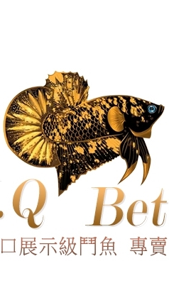 鬥魚殿堂 H.Q Betta