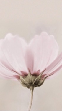 美好生活6朵花