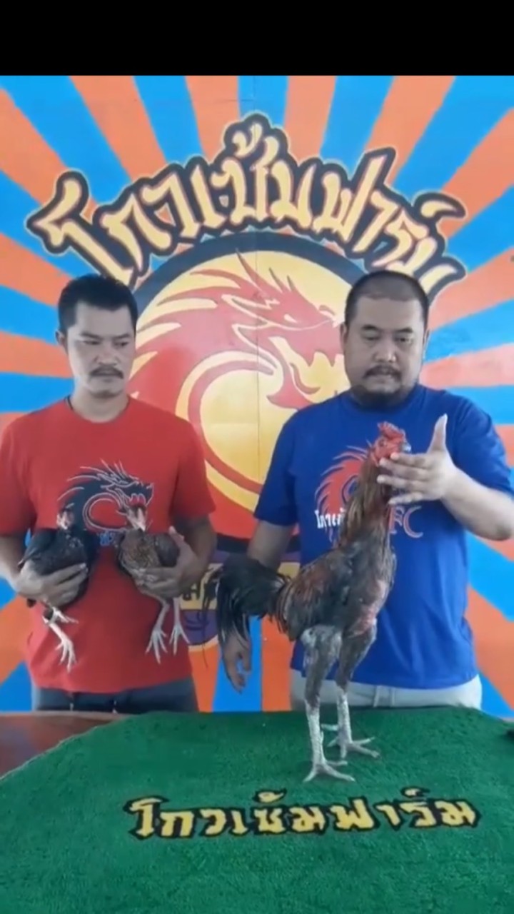 ไก่ชน ซุ้มใหม่รุ่งอรุณ