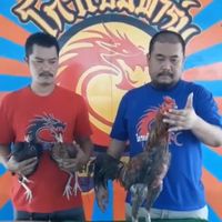 ไก่ชน ซุ้มใหม่รุ่งอรุณ