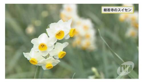 過好年 想看水仙 去那兒好 日本集合 Line Today