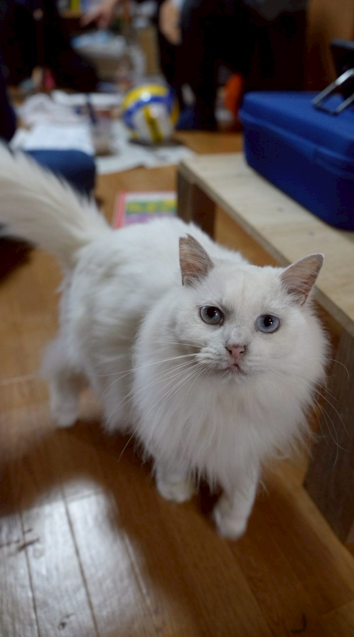 デモクラティックスクールみんと