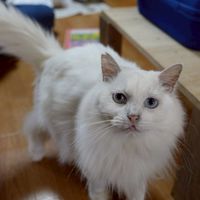 デモクラティックスクールMINT