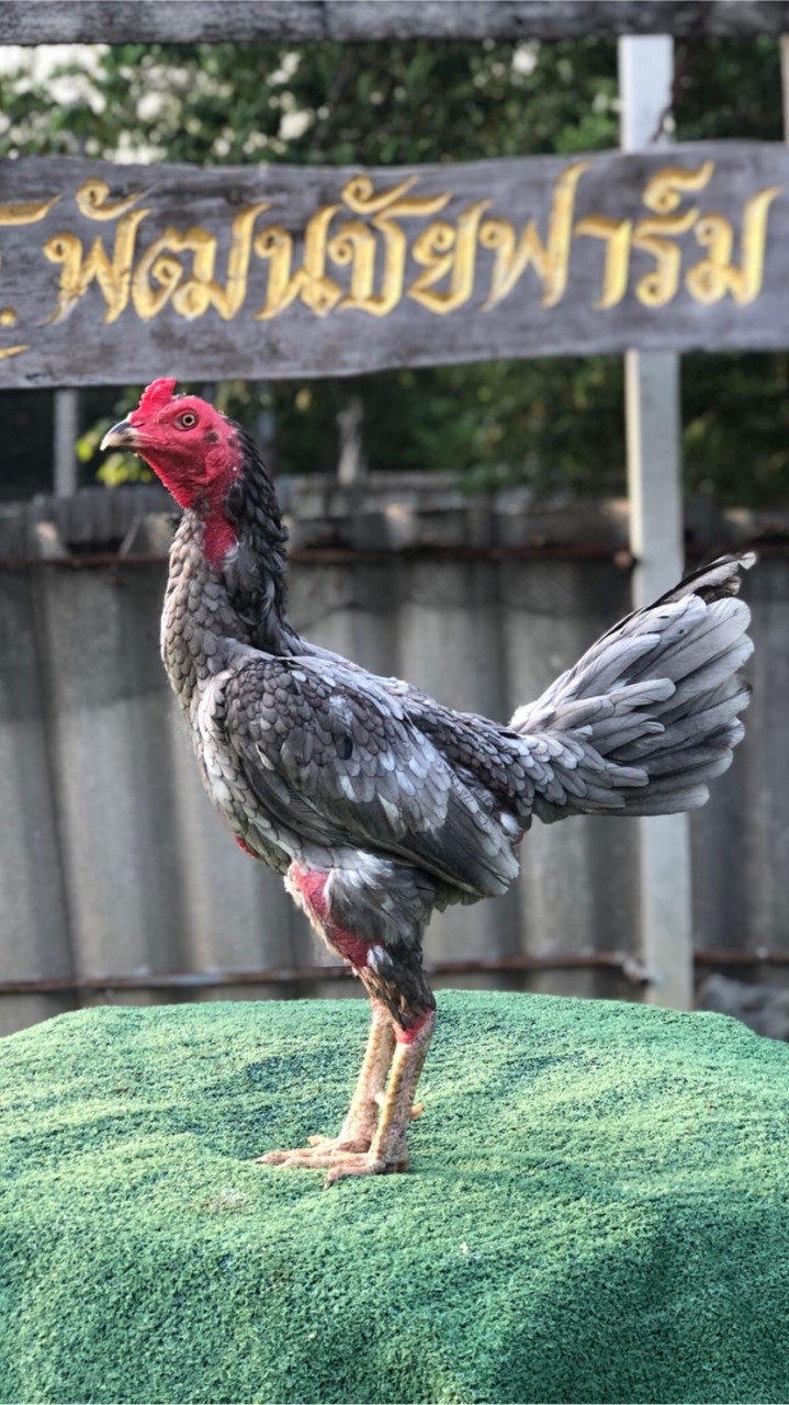 เอ็ม ส.พัฒนชัย ฟาร์ม ไก่ชน