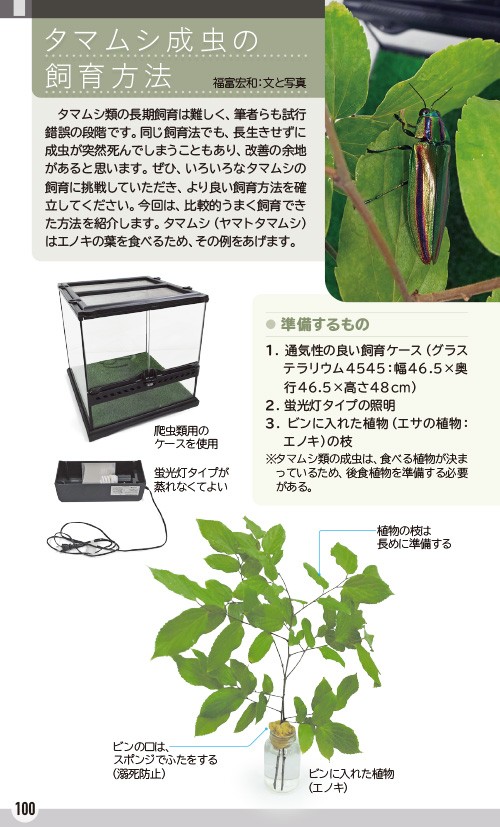 超ピンポイント!それがいい!森の宝石”日本産タマムシ”の識別に 超ピンポイント!それがいい!森の宝石”日本産タマムシ”の識別に