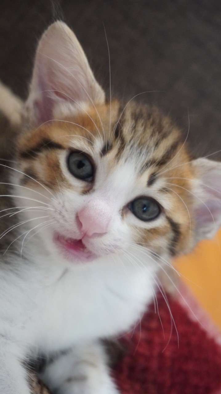 猫好きな人ー！！！来てね！