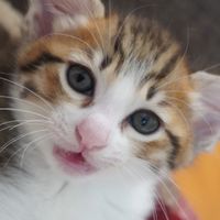 猫好きな人ー！！！来てね！