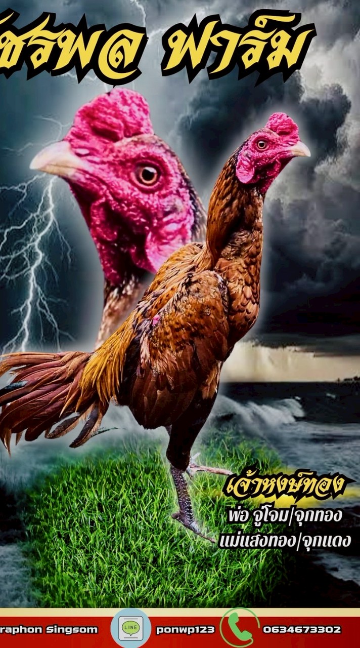 วัชรพล ฟาร์ม🐓💯 ป่าก๋อยแข้งสโล่หลัง