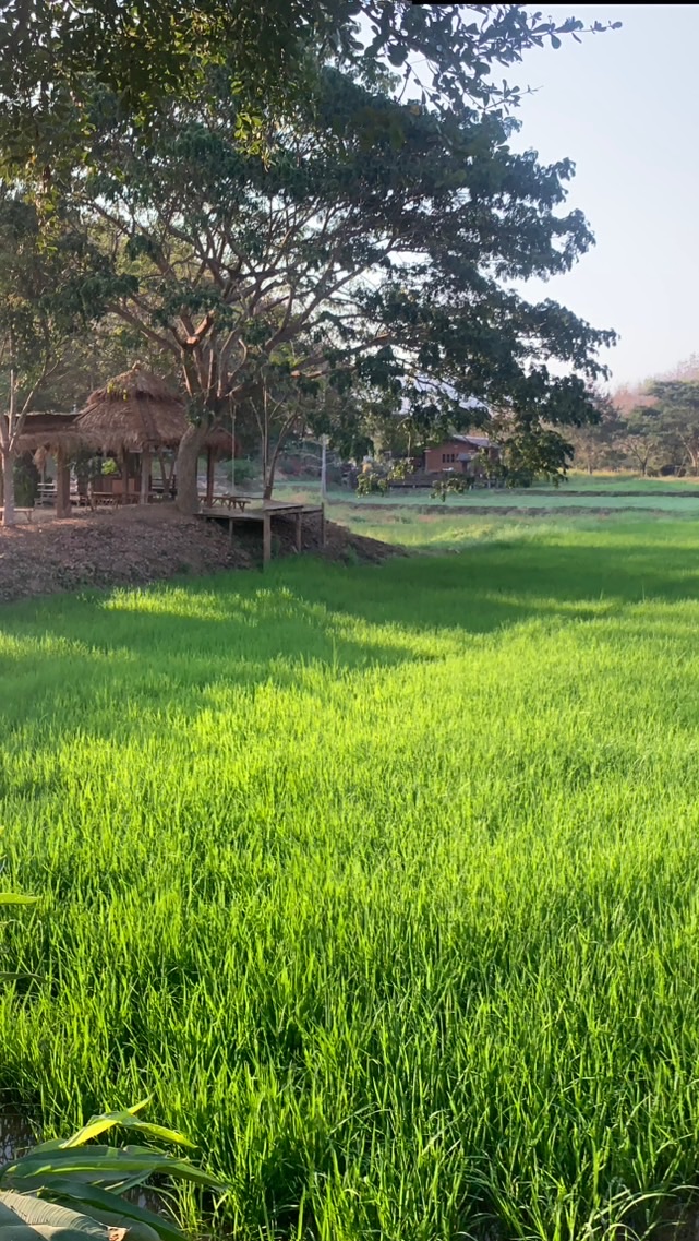 ตลาด ร.พ สงฆ์