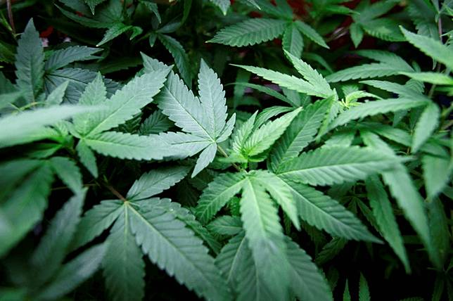 電影背後 大明星們都嗑了什麼 如何讓假大麻抽起來快樂似神仙 電影神搜 Line Today