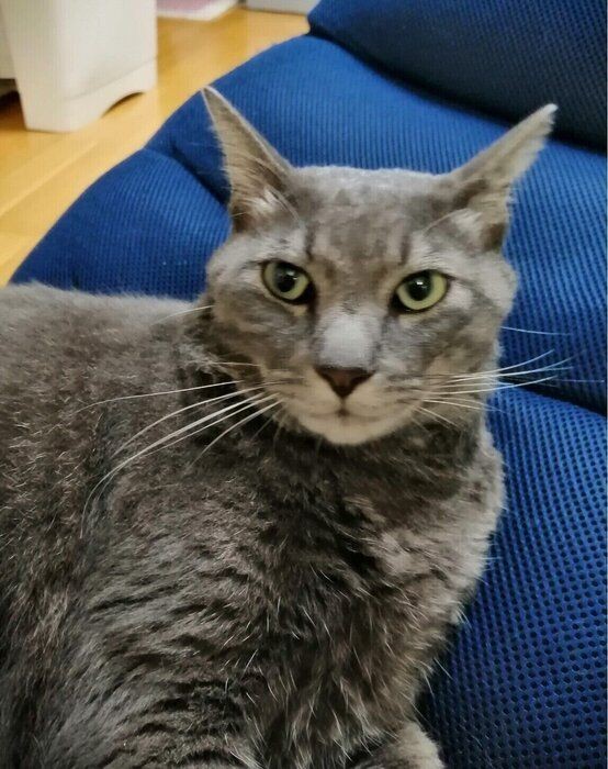 ブラッシングするよと声をかけると座って待つ猫など