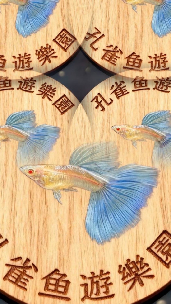 孔雀魚 遊樂園