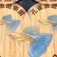 孔雀魚 遊樂園