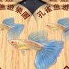 孔雀魚 遊樂園