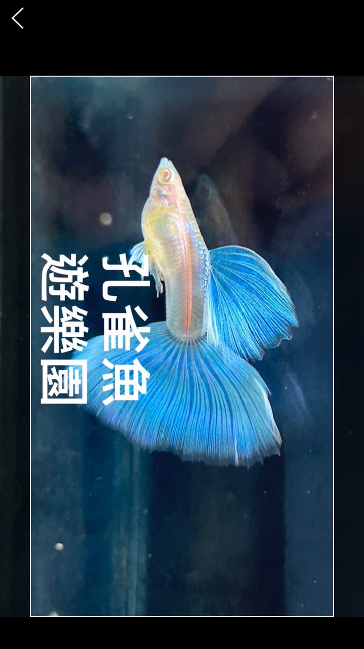 孔雀魚 遊樂園