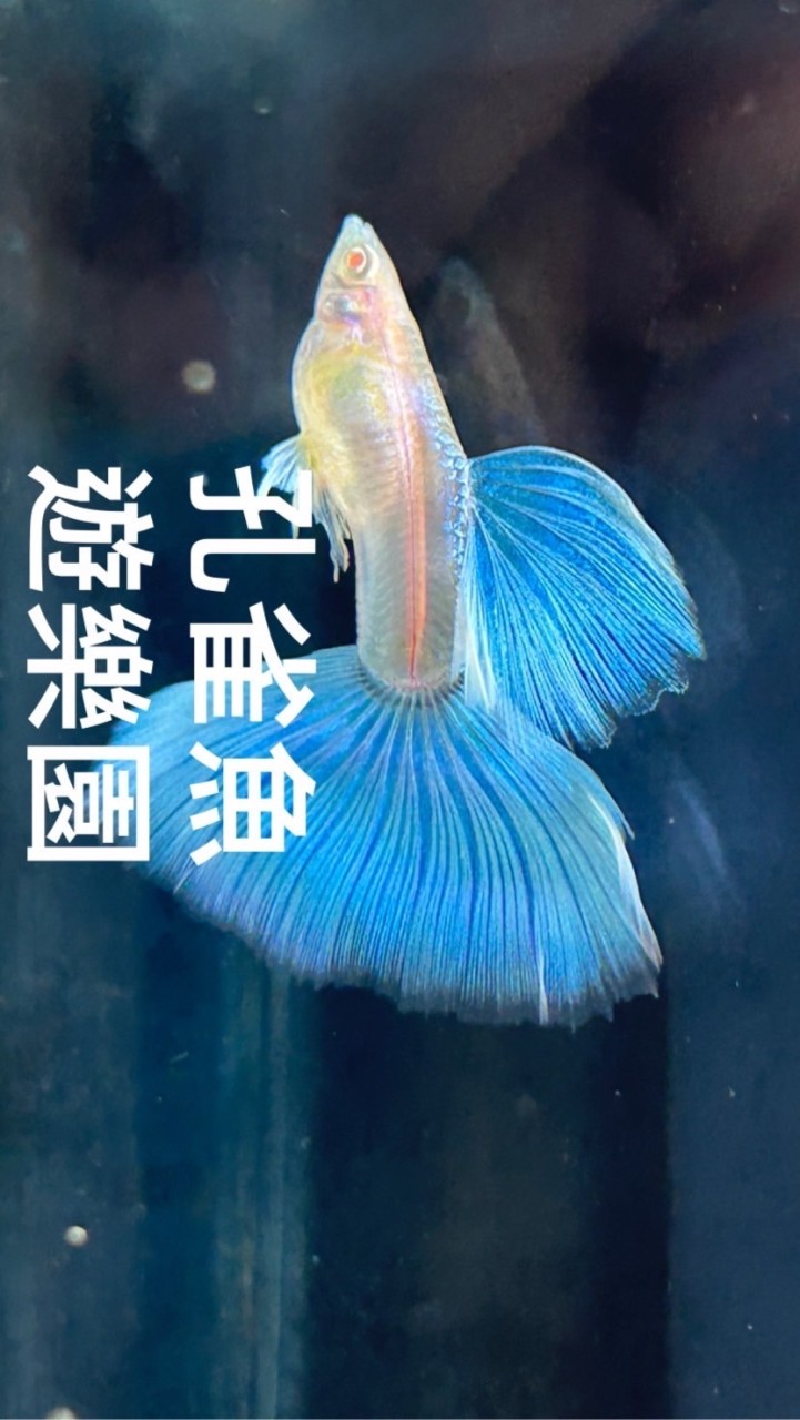 孔雀魚 遊樂園