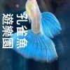 孔雀魚 遊樂園