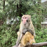 元智新生群（純聊天）