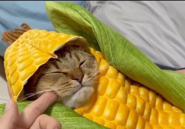 とうもろこしニャンコ の姿に疲れが吹き飛ぶ おくるみにつつまれる猫が可愛すぎた