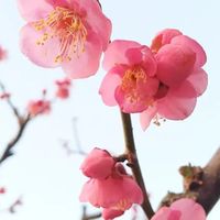 スマホライフ・梅の会